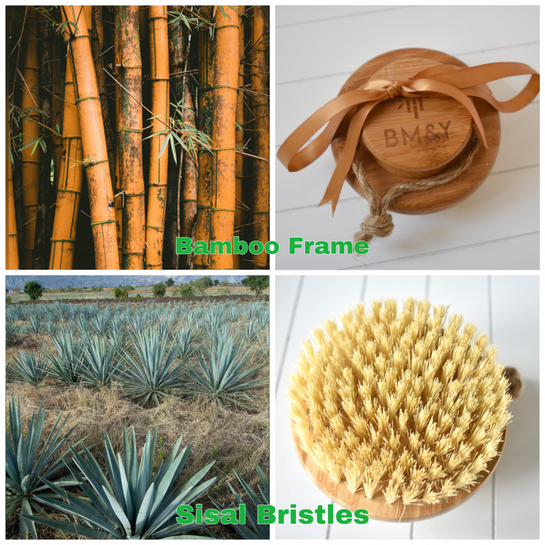 Bamboo, Sisal plants , dry body brush