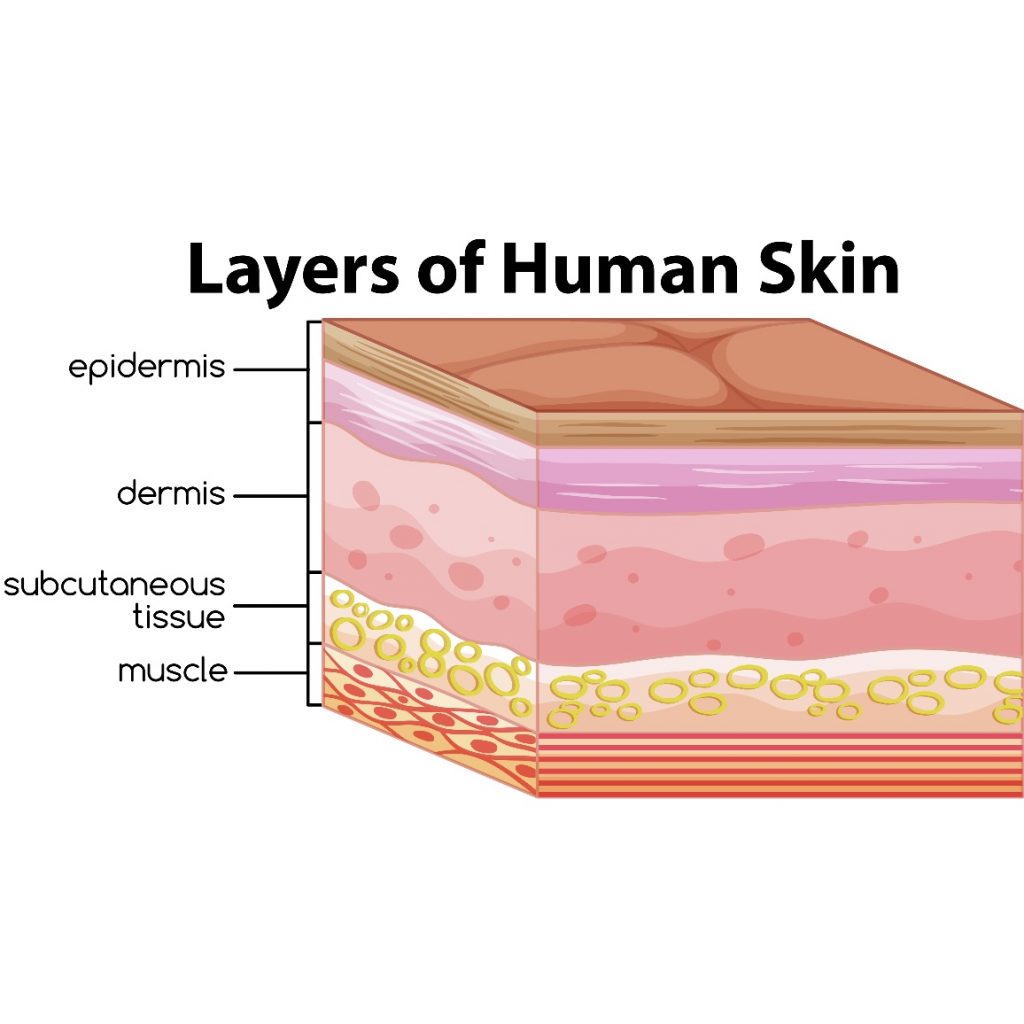 Labelled diagram of layers of the human skin